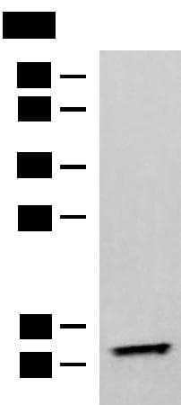 TMEM141 Antibody