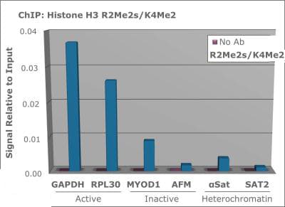HIST3H3 Antibody (Sym-Me2-Arg2/Me2-Lys4)