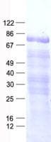 Human FAM161B Protein (Recombinant His, N-Terminal)