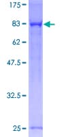 Human PPP1R16A Protein (Recombinant GST)