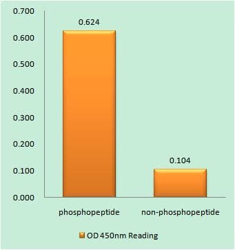 SYN1 / Synapsin 1 Antibody (phospho-Ser605)