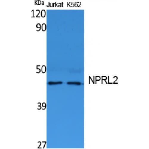 NPR2L / TUSC4 Antibody (C-terminal)