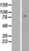 STAT1 Protein (Over-Expression Lysate Myc-DDK (Flag))
