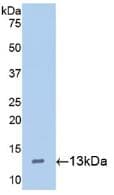 HAMP / Hepcidin Antibody (aa24-83, PE)
