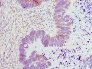 Polyclonal Rabbit anti-Human ENOX2 Antibody (IHC)