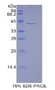 Human HIST1H2AJ Protein (Recombinant His-GST)