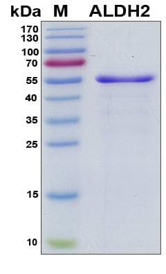 Human ALDH2 Protein (Recombinant His, N-Terminal)