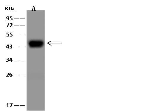Monoclonal Rabbit anti-Human ASGR1 / ASGPR Antibody (clone 024, Preservative Free, WB)