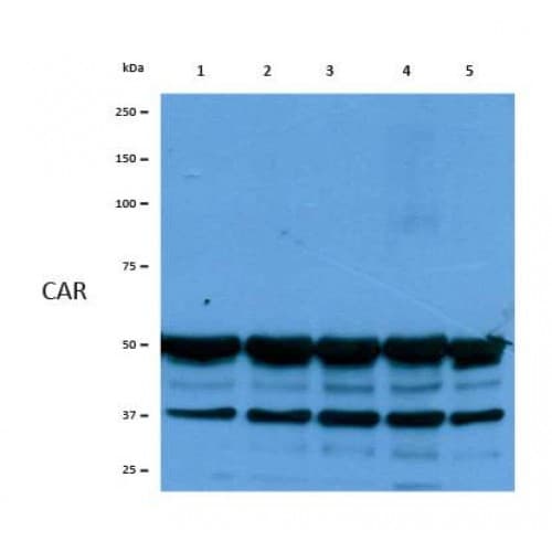 CXADR Antibody (10-90 aa, N-terminal)