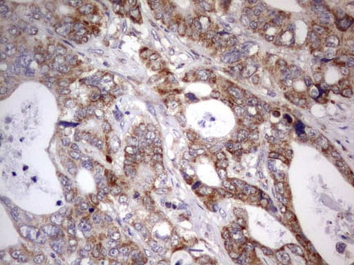 APC Antibody (aa955-1382, clone OTI2B8)