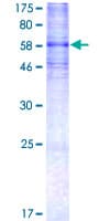 Human HTR7 / 5HT7 Receptor Protein (Recombinant GST)