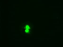 Monoclonal Mouse anti-Human HHEX / HEX Antibody (clone OTI2H7 2c2, IF)