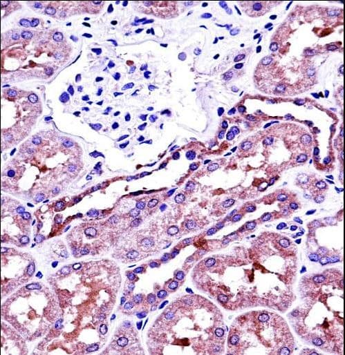 NAPSA / NAPA / Napsin A Antibody (aa368-397)