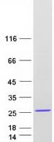 Human PACAP Protein (Recombinant Myc-DDK (Flag))