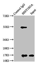 HIST1H3A Antibody