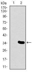 Monoclonal Mouse anti-Human MESP2 Antibody (clone 1B3F9, Amino Acid: 37-94, WB)