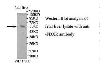 FDXR Antibody (aa264-458)