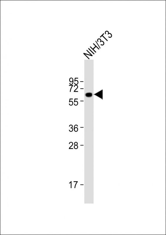 RBBP5 Antibody (aa505-559)