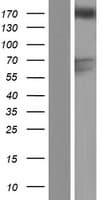 GAPVD1 Protein (Over-Expression Lysate Myc-DDK (Flag))