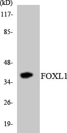 FOXL1 Antibody (aa101-150)