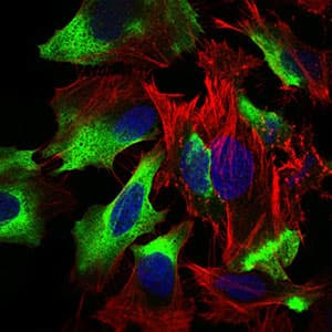 CD22 Antibody (aa621-725, clone 2H1C4)