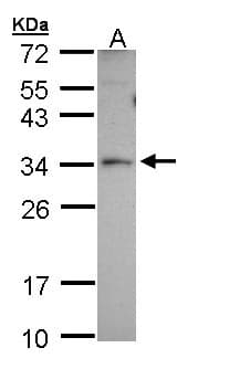 PEX26 Antibody (aa1-305)