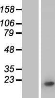 HIST1H3E Protein (Over-Expression Lysate Myc-DDK (Flag))