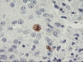 SDS Antibody (clone OTI2C11)