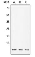 POLR2K Antibody (Internal)