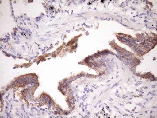 GLOD2 / MCEE Antibody (clone OTI6A1)