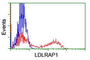 ARH / LDLRAP1 Antibody (clone OTI7E11)