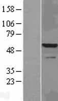 Human IRAK4 / IRAK-4 Protein (Over-Expression Lysate Myc-DDK (Flag))