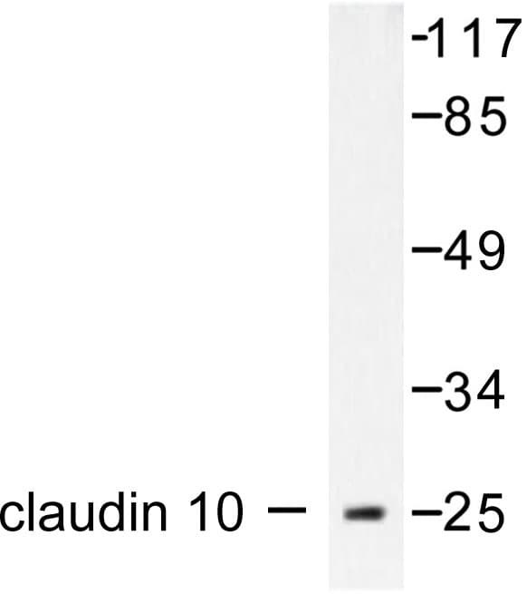 CLDN10 / Claudin 10 Antibody (Asn217)
