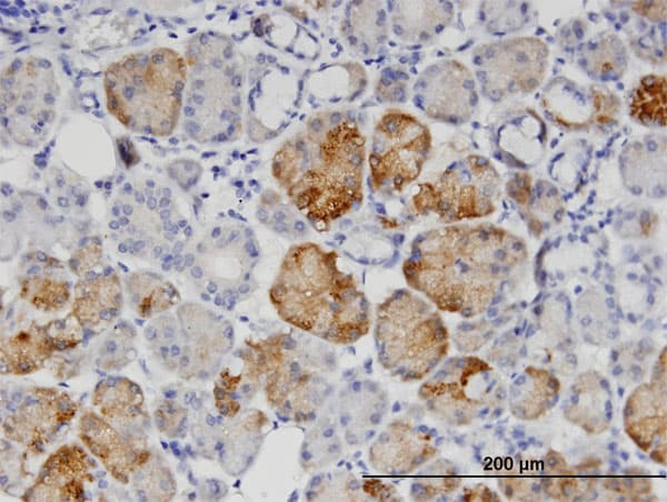 Gpnat1 / GNPNAT1 Antibody (clone 1E9)