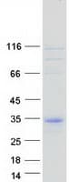 Human C11orf87 Protein (Recombinant Myc-DDK (Flag))