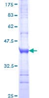 Human GLP2R Protein (Recombinant GST, N-terminus)