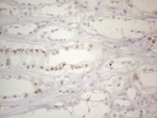 GATA3 Antibody (aa155-443, clone UMAB218)