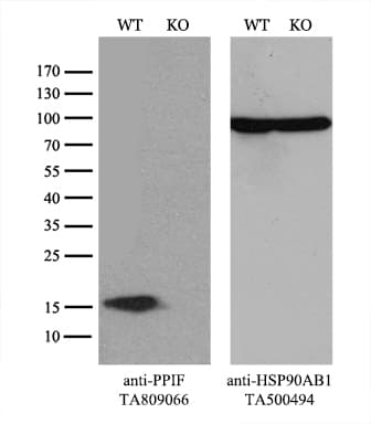 PPIF / Cyclophilin F Antibody (clone OTI4D3)