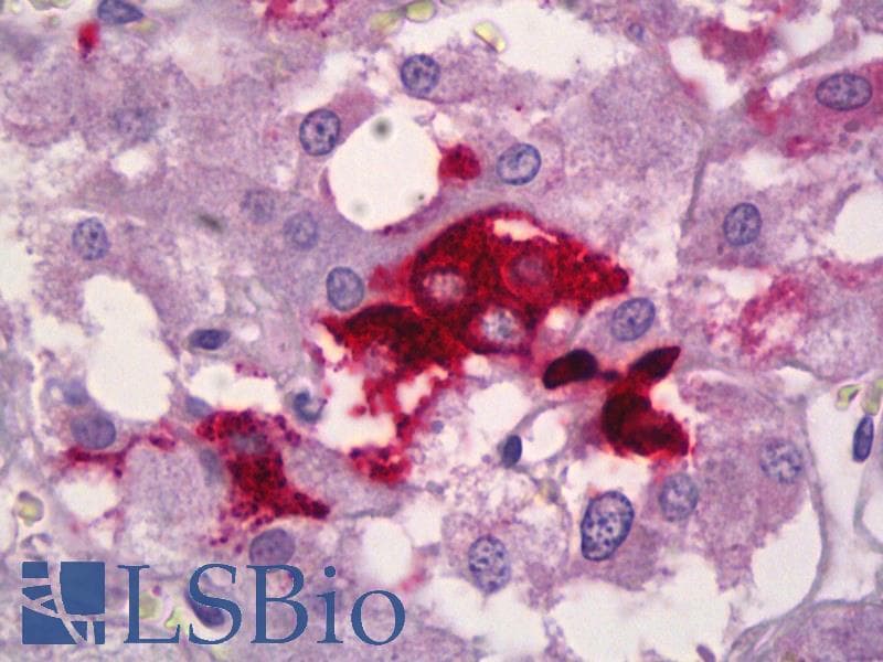IHC-plus™ Neuropeptide Y / NPY Antibody (clone 3F8)