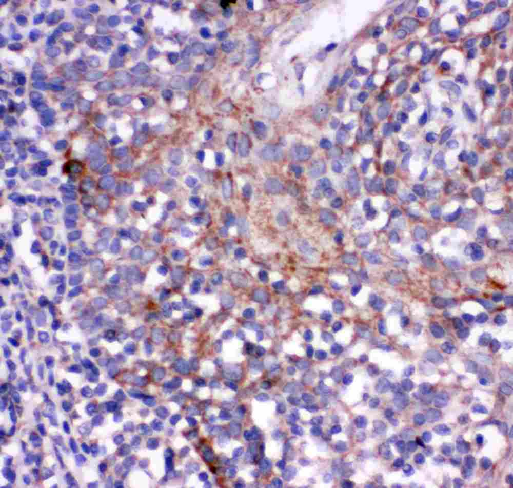 CD244 Antibody (aa357-370)