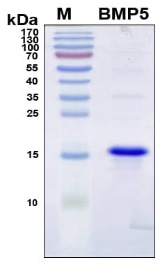Human BMP5 Protein (Recombinant 6His, N-terminus)