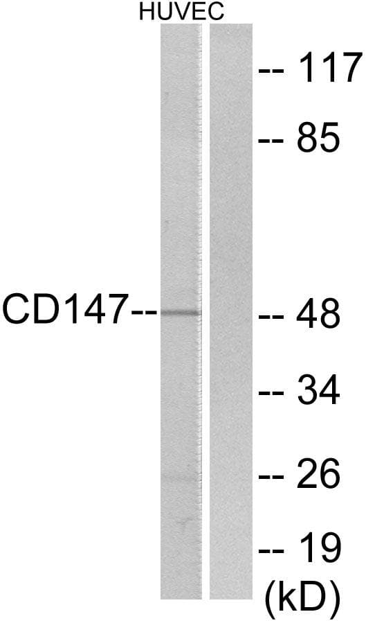 Basigin / Emmprin / CD147 Antibody