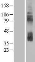 SLC7A3 / CAT-3 Protein (Over-Expression Lysate Myc-DDK (Flag))