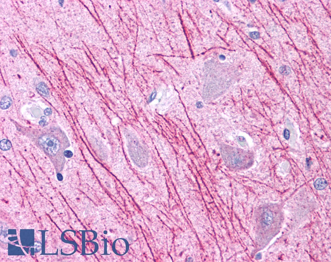 IHC-plus™ DUSP23 Antibody (Internal)