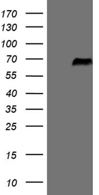 SRPK3 / MSSK1 Antibody (aa245-330, clone OTI6F5, Carrier-free)