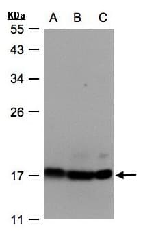 ATP5D Antibody (aa1-168)