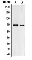 PJA2 Antibody (Internal)