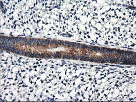 RGS16 Antibody (clone OTI4C9, Carrier-free)