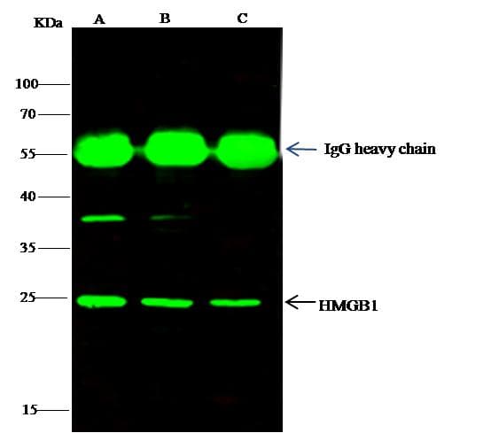 HMG1 / HMGB1 Antibody (Preservative Free)