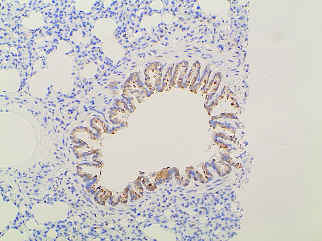 EFNB2 / Ephrin B2 Antibody